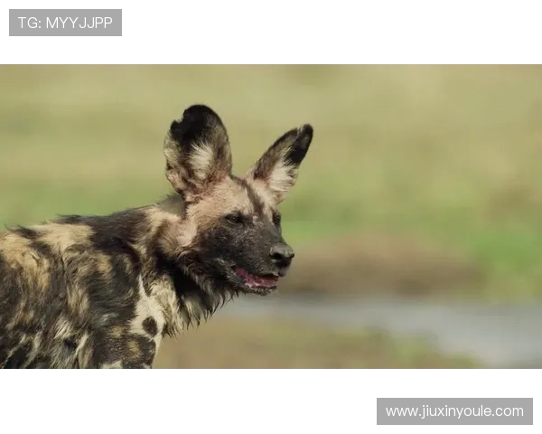 努涅斯的崛起与挑战:如何在足球世界中书写自己的传奇故事